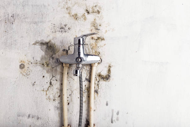 Best Same-Day Mold Removal  in Eclectic, AL