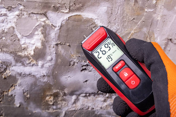 Best Mold Damage Repair  in Eclectic, AL