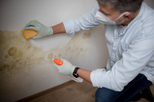 Mold Testing and Removal in Eclectic, AL