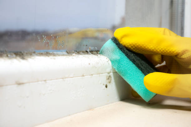 Best Commercial Mold Removal  in Eclectic, AL