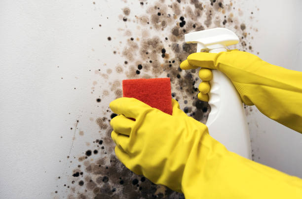 Best Professional Mold Removal  in Eclectic, AL