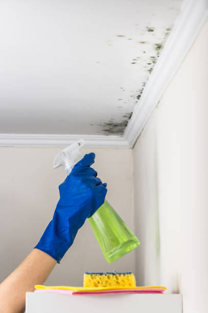 Best Black Mold Removal  in Eclectic, AL